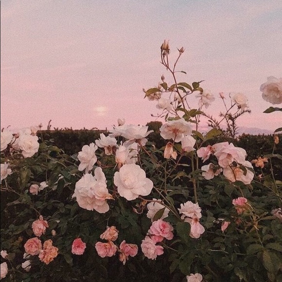 Meet your Posher, Jessica - Picture 1 of 1